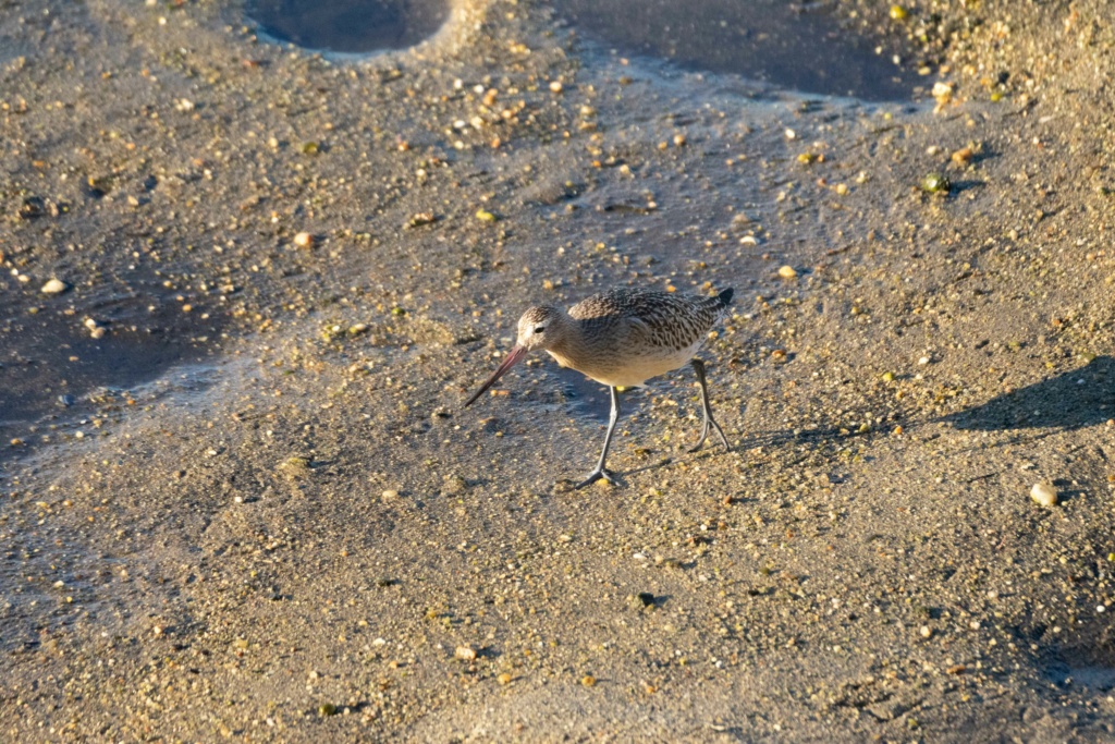 ID Limosa sp. Jml_7552