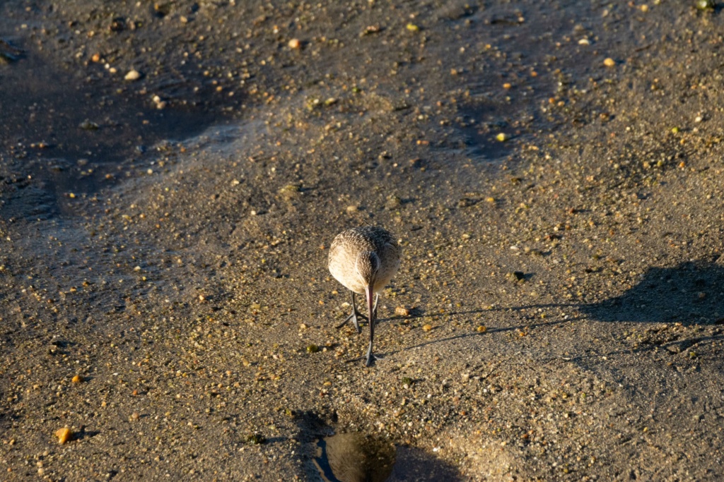 ID Limosa sp. Jml_7554