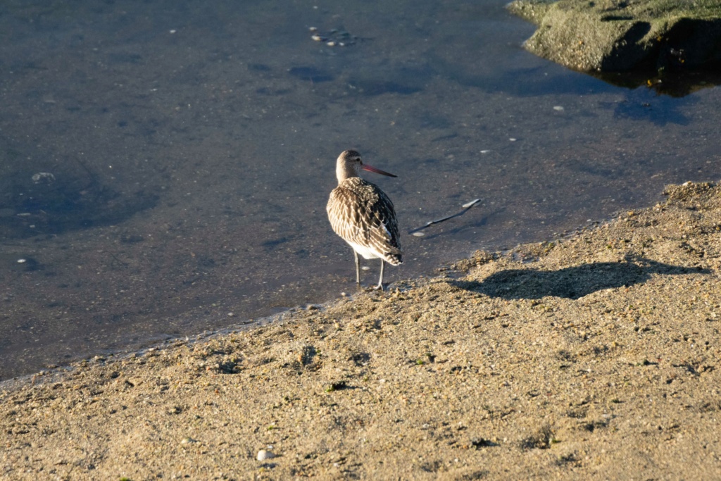 ID Limosa sp. Jml_7560