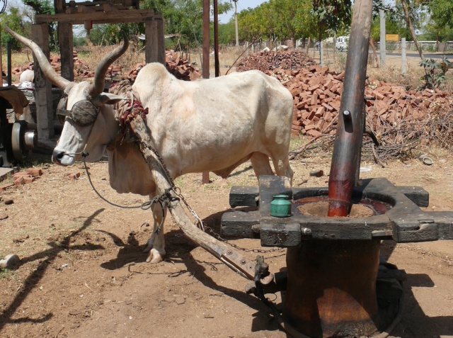 Photos de voyage sur le thème de la vache 1_inde14