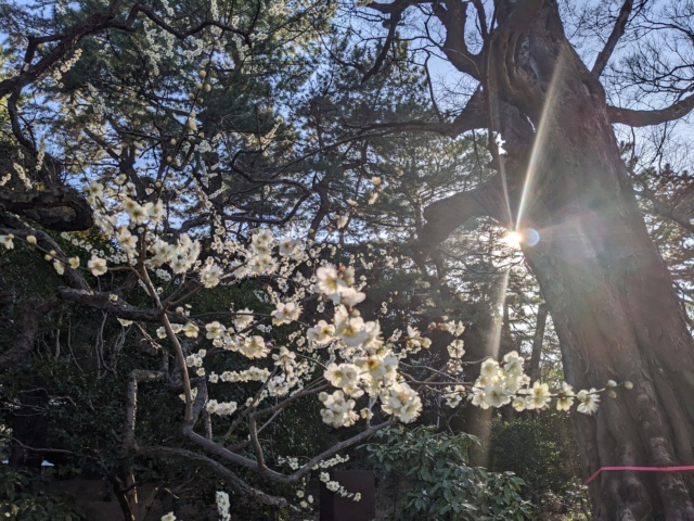 Voyage de 15 jours au Japon 2023: Tokyo, Beppu, Fukuoka Cf241a10