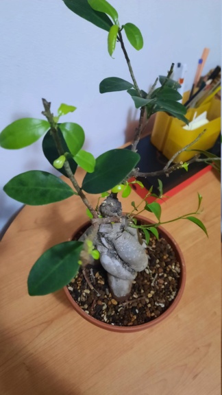 Consiglio potatura bonsai 20220312