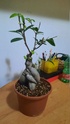 Consiglio potatura bonsai 20220310