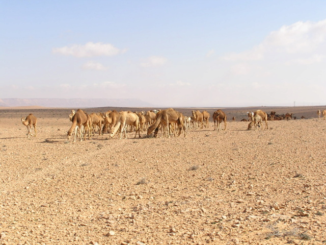 Découvrir la Tunisie hors des sentiers battus : excursions et désert P2010