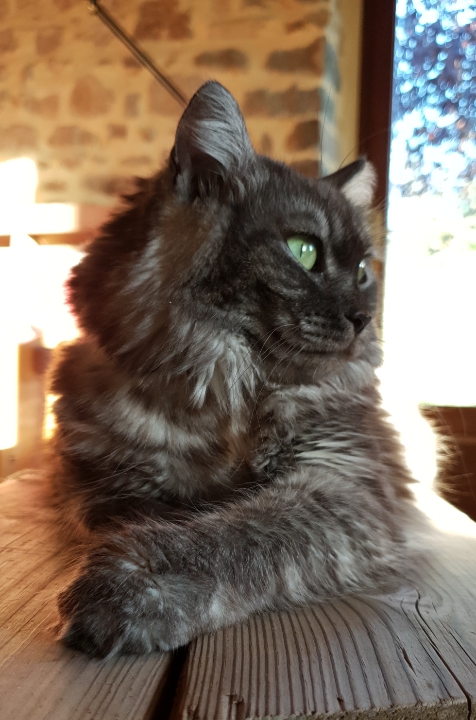 winry - SENCHA (ex WINRY) - chaton femelle, née environ en janvier 2021 - En FA chez Sixtine et Romain (42) - Adoptée par Nathalie (69)  Img-0310