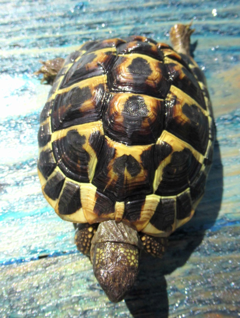 Identification de ma tortue de terre Hermann Brenda10