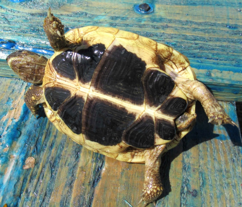 Identification de ma tortue de terre Hermann Brenda11