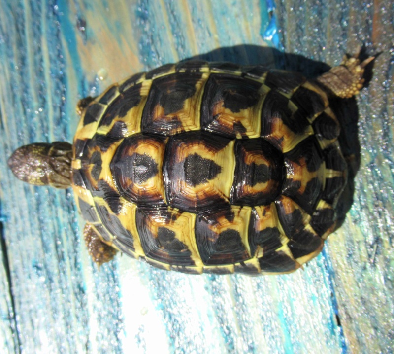 Identification de ma tortue de terre Hermann Brenda12