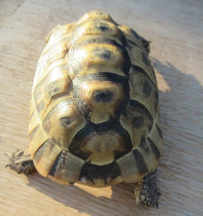 Identification de ma tortue de terre Hermann Pzoton13