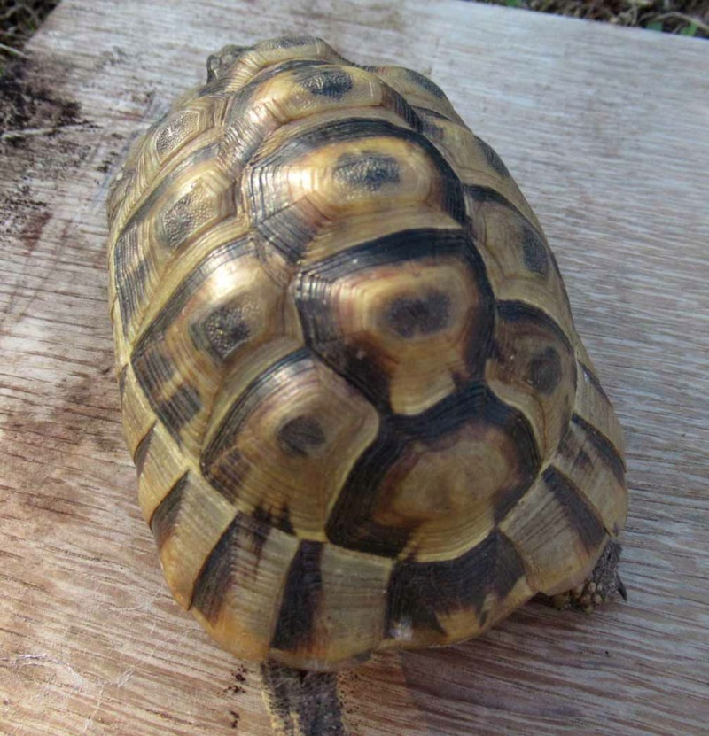 Identification de ma tortue de terre Hermann Pzoton14