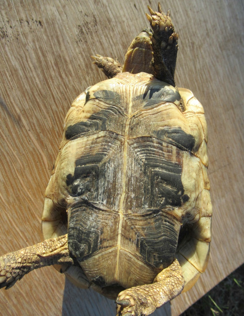 Identification de ma tortue de terre Hermann Pzoton15