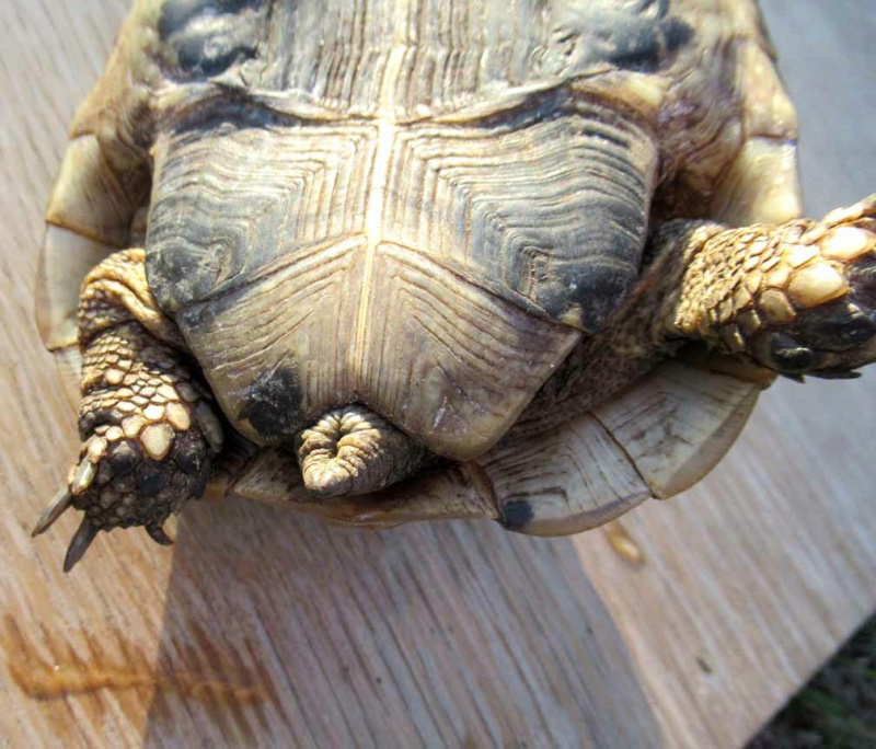 Identification de ma tortue de terre Hermann Pzoton17