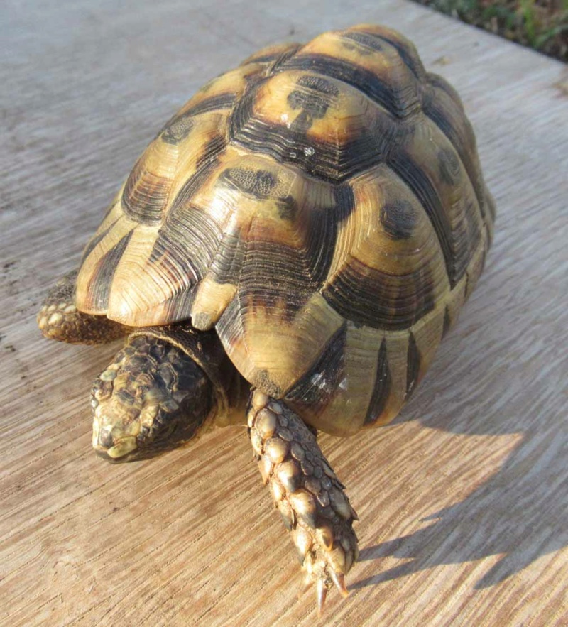 Identification de ma tortue de terre Hermann Pzoton19
