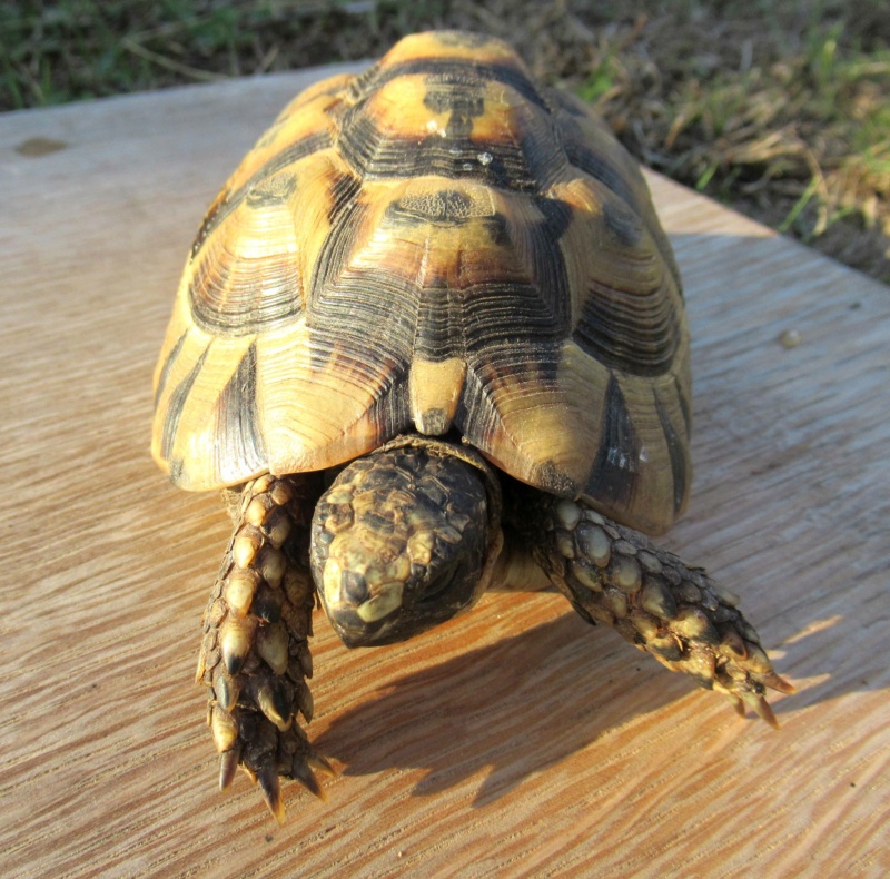 Identification de ma tortue de terre Hermann Pzoton20