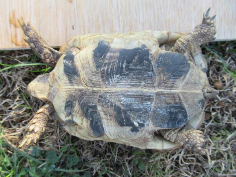 Identification de ma tortue de terre Hermann Pzoton24