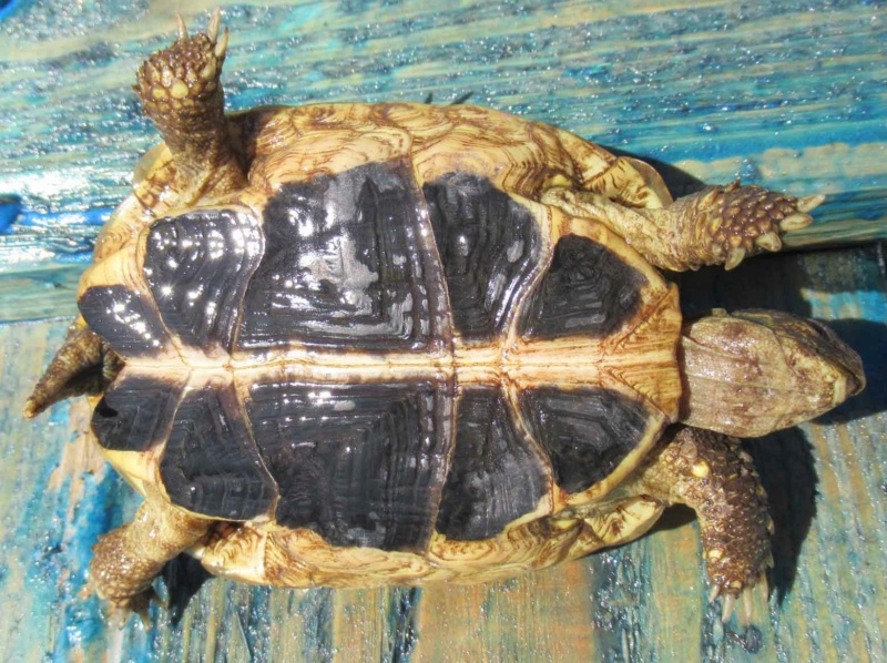 Identification de ma tortue de terre Hermann Wanda_10