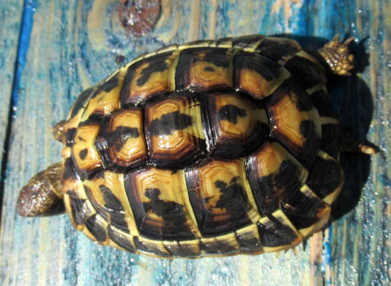 Identification de ma tortue de terre Hermann Wanda_11