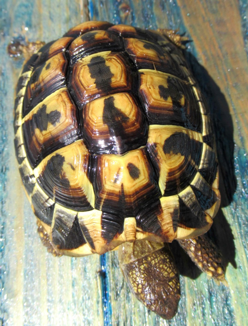 Identification de ma tortue de terre Hermann Wanda_12