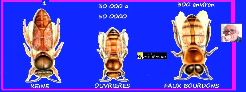 Les abeilles autochtones by Mimouni