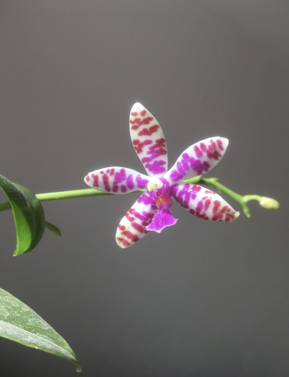 Phalaenopsis lueddemanniana x bastianii (Dreieich Star) Phala_11