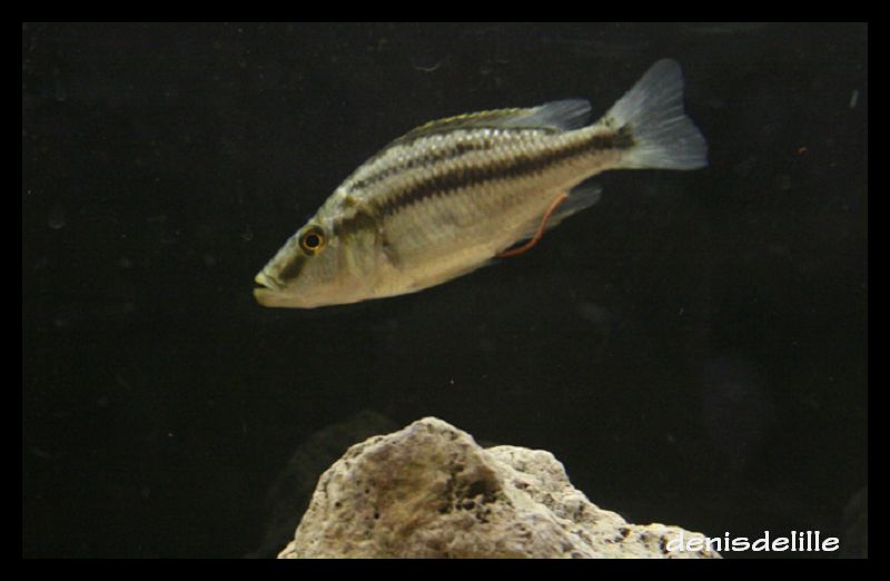 Dimidiochromis Compressiceps 210