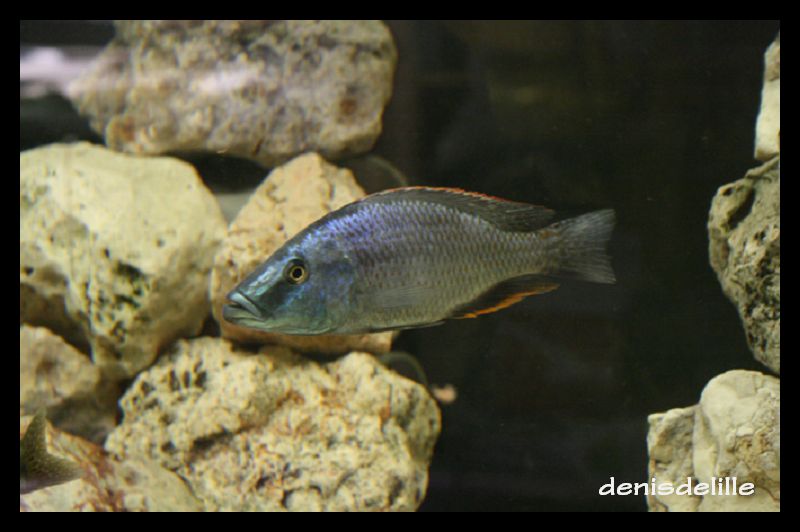 Dimidiochromis Compressiceps 3710