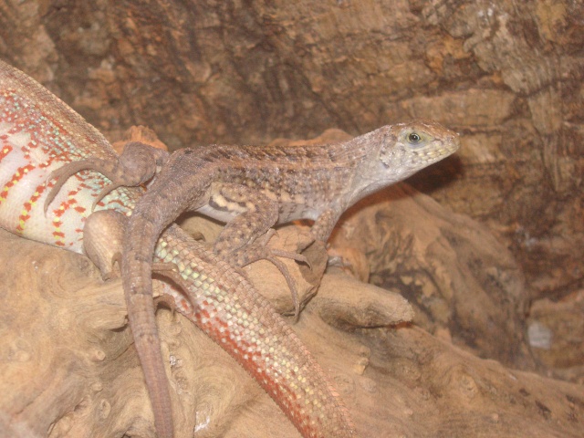 Quelques uns de nos reptiles(orthriophis taeniura ridleyi, pantherophis guttata, lampropeltis getulus californiae snow) Pict0112