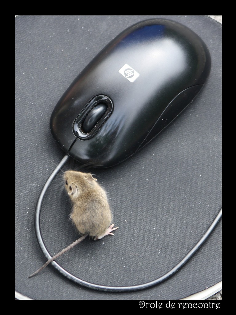 souris - Page 3 46719510