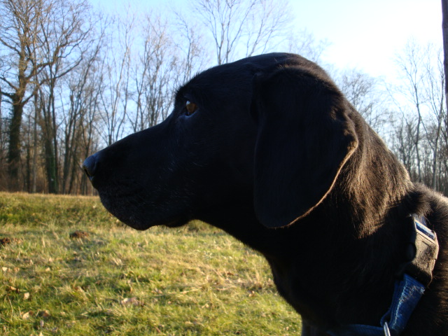 54 - Orphée croisée Labrador noire de 11 ans - Orphae11