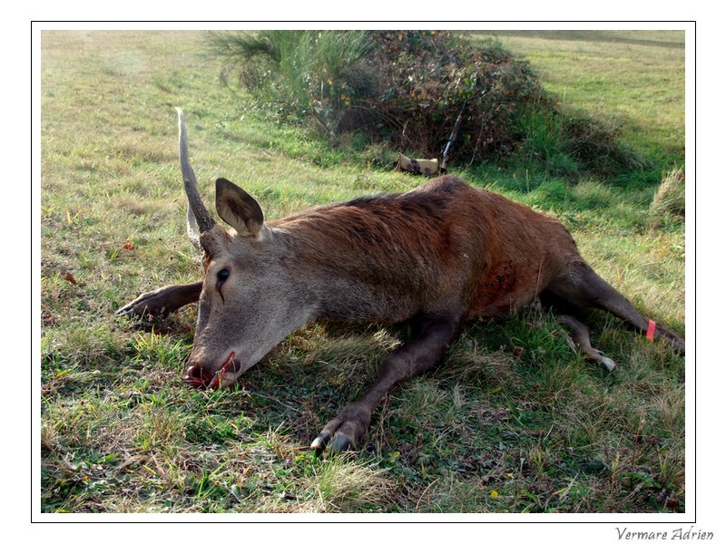 Une première battue au Cerf ! Dscf7911