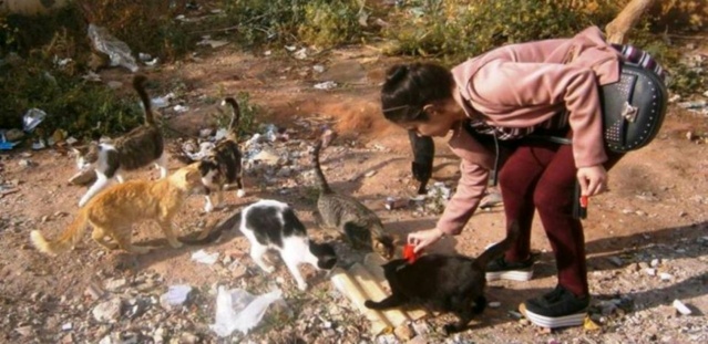 Maroc "Groupe des 5"  Sanae en tournée des chats des rues 11996811