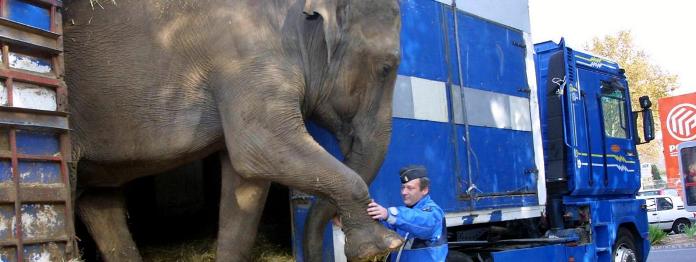 France:La libération de son cirque de l'éléphante Maya  15422310