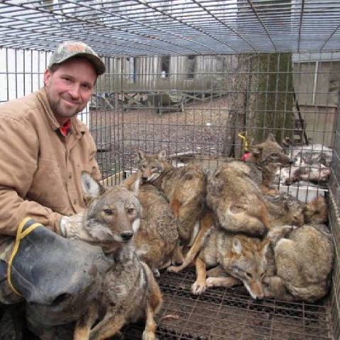 Un trappeur, vit des coyotes et les vend dans des clubs.... 34558711