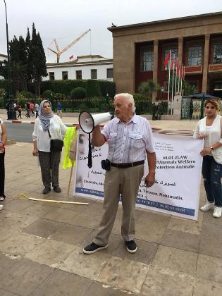 Maroc : Manifestation contre le massacre des chiens des rues 43951011