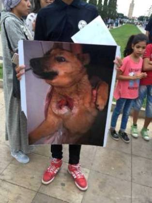 Maroc : Manifestation contre le massacre des chiens des rues 44041412