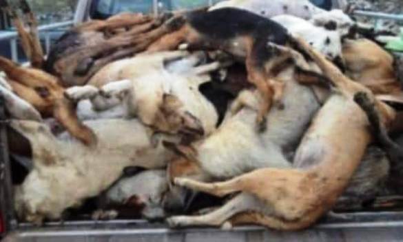 Agadir / Maroc: Plus de 45 chiens ont été fusillés  64272410