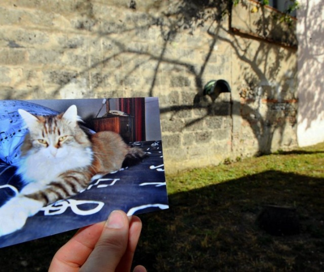 France/Toulouse: Qui est le serial killer de chats ? Angora10