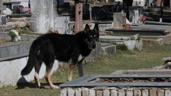 Depuis 6 ans, un chien veille près de la tombe de son maitre Berger13