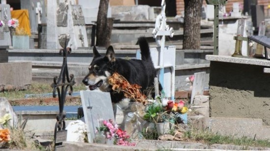 Depuis 6 ans, un chien veille près de la tombe de son maitre Berger14