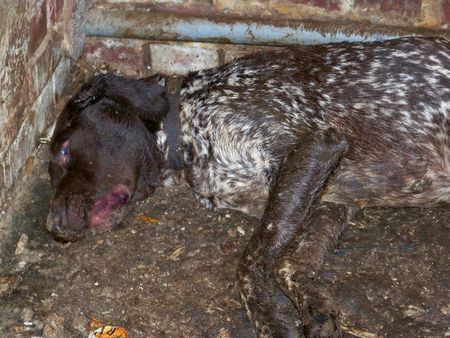 Carton Rouge... Maltraitance... Le Chien martyr de Ponthoile Brac10