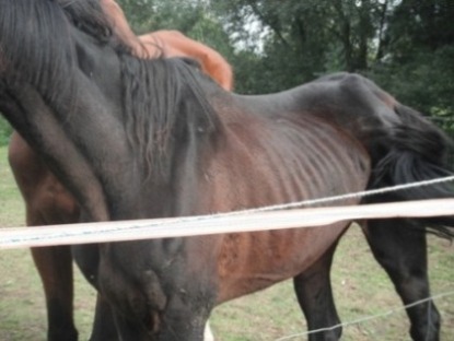 Waremme:Et encore des chevaux victime de la bêtise humaine ! Dscf8212
