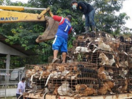 A nouveau 1200 chiens échappent à la mort en Thaïlande! Echape13