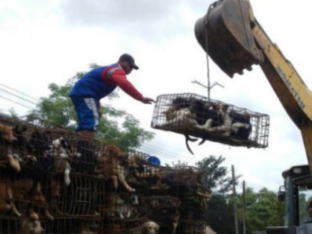A nouveau 1200 chiens échappent à la mort en Thaïlande! Echape14