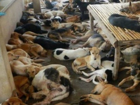 A nouveau 1200 chiens échappent à la mort en Thaïlande! Echape17