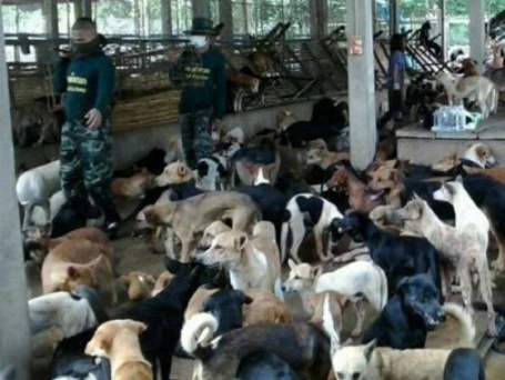 A nouveau 1200 chiens échappent à la mort en Thaïlande! Echape18