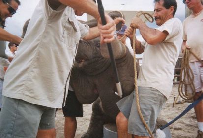 s'il vous plait, n'allez pas dans les cirques Elepha14