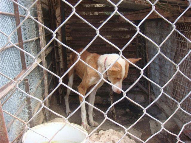 Espagne / Teruel… Encore un enfer pour les Galgos[/color][/s Galgos21