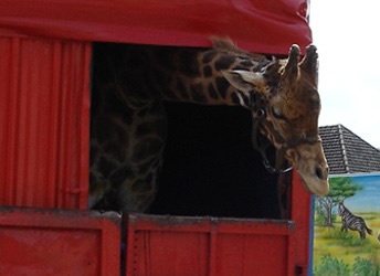  la girafe "Roméo" est toujours détenue dans le cirque... Girafe11