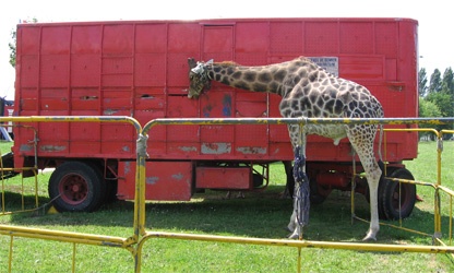  la girafe "Roméo" est toujours détenue dans le cirque... Girafe12