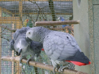 'Belgique" Deux perroquets assassinés... Gris_g10